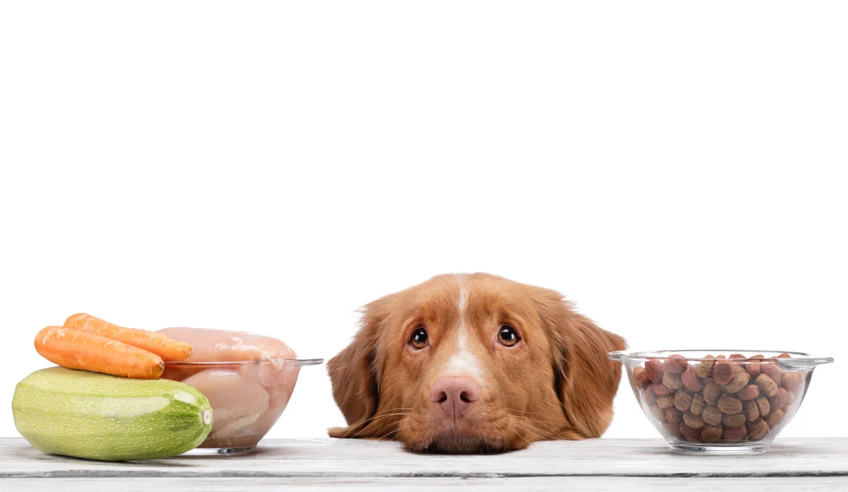 Dog choosing between dry kibble and fresh raw food