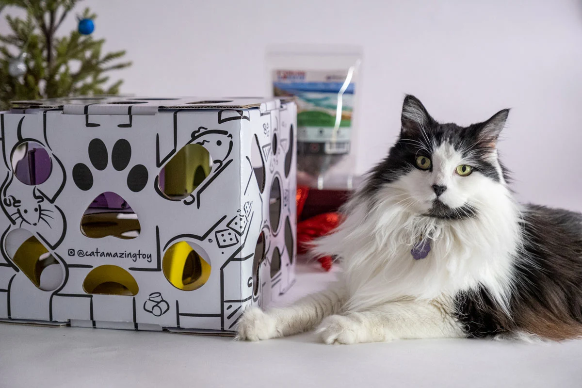 Cat with puzzle treat box slow feeder