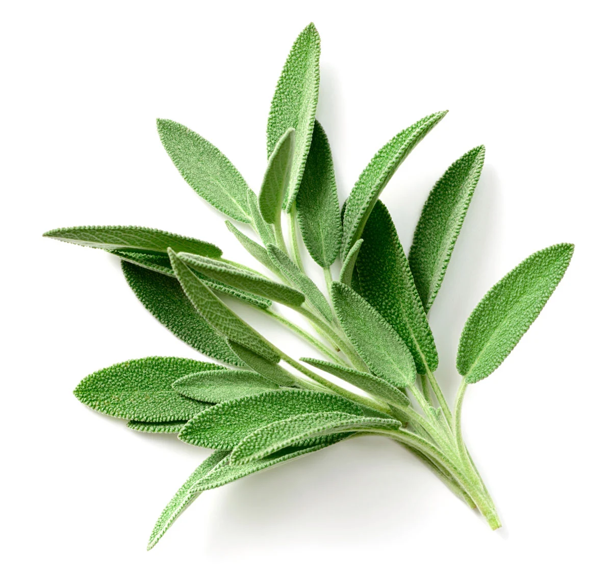 fresh sage pet-safe herbs