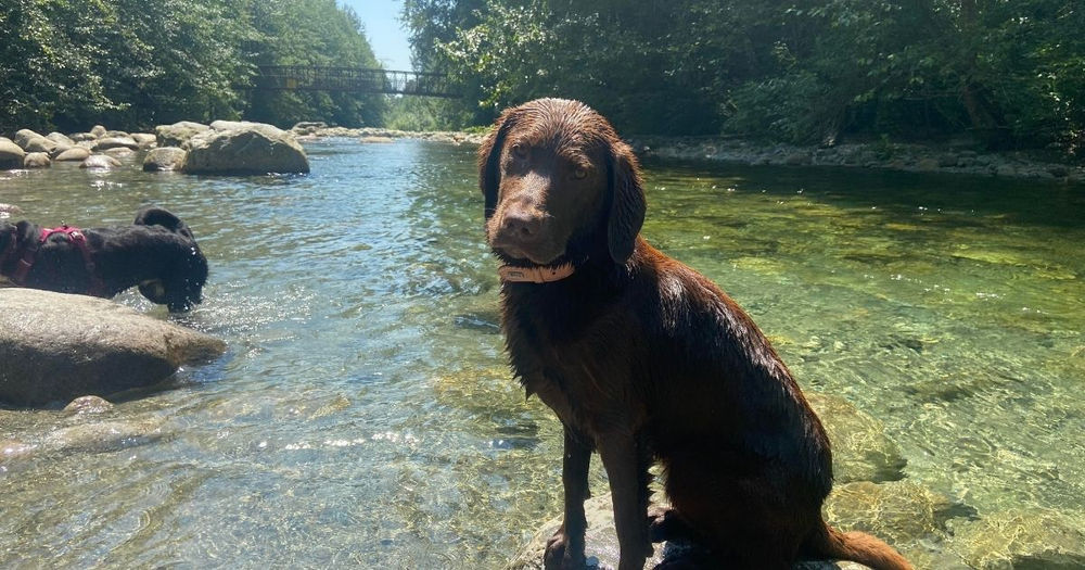 medium sized dog door