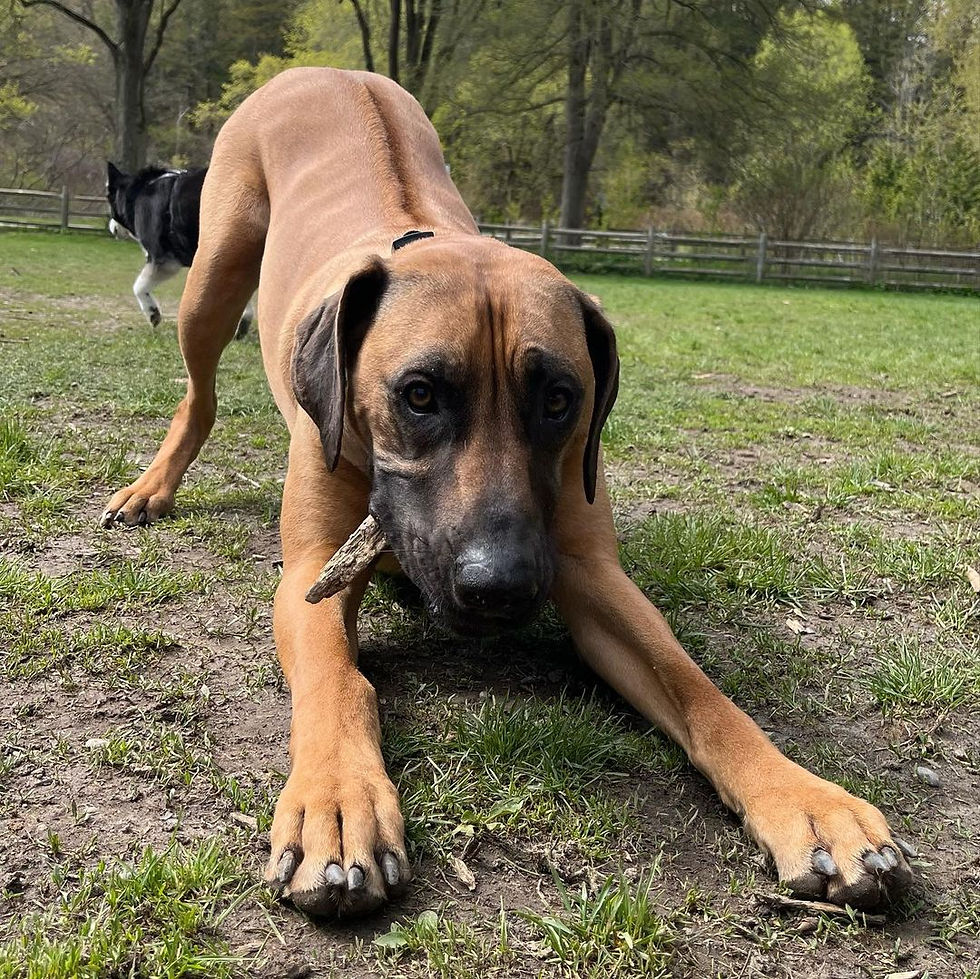 Sunnybrook Park Dog Off-Leash Area, Toronto: Rhodesian ridgeback dog stretching in a grassy off leash area