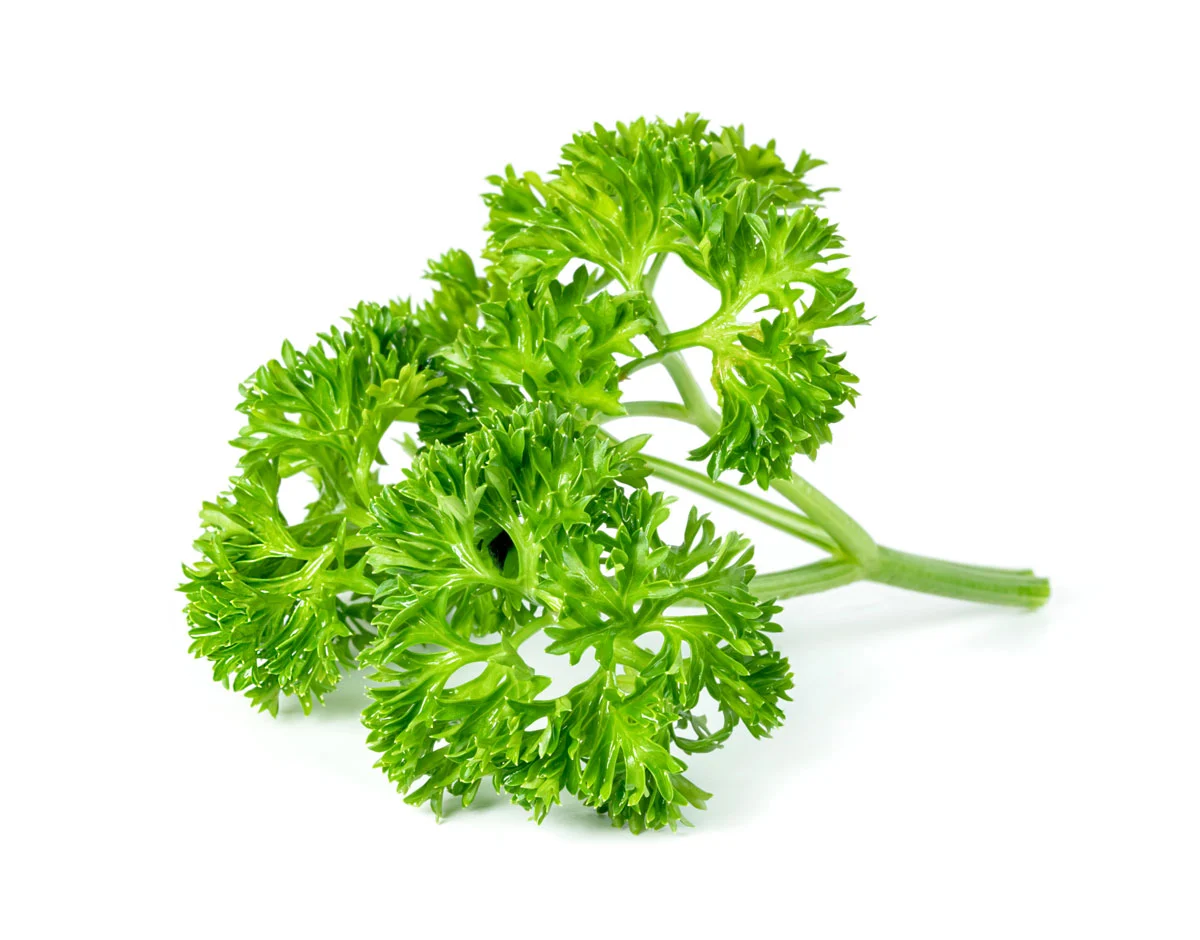 fresh parsley pet-safe herbs