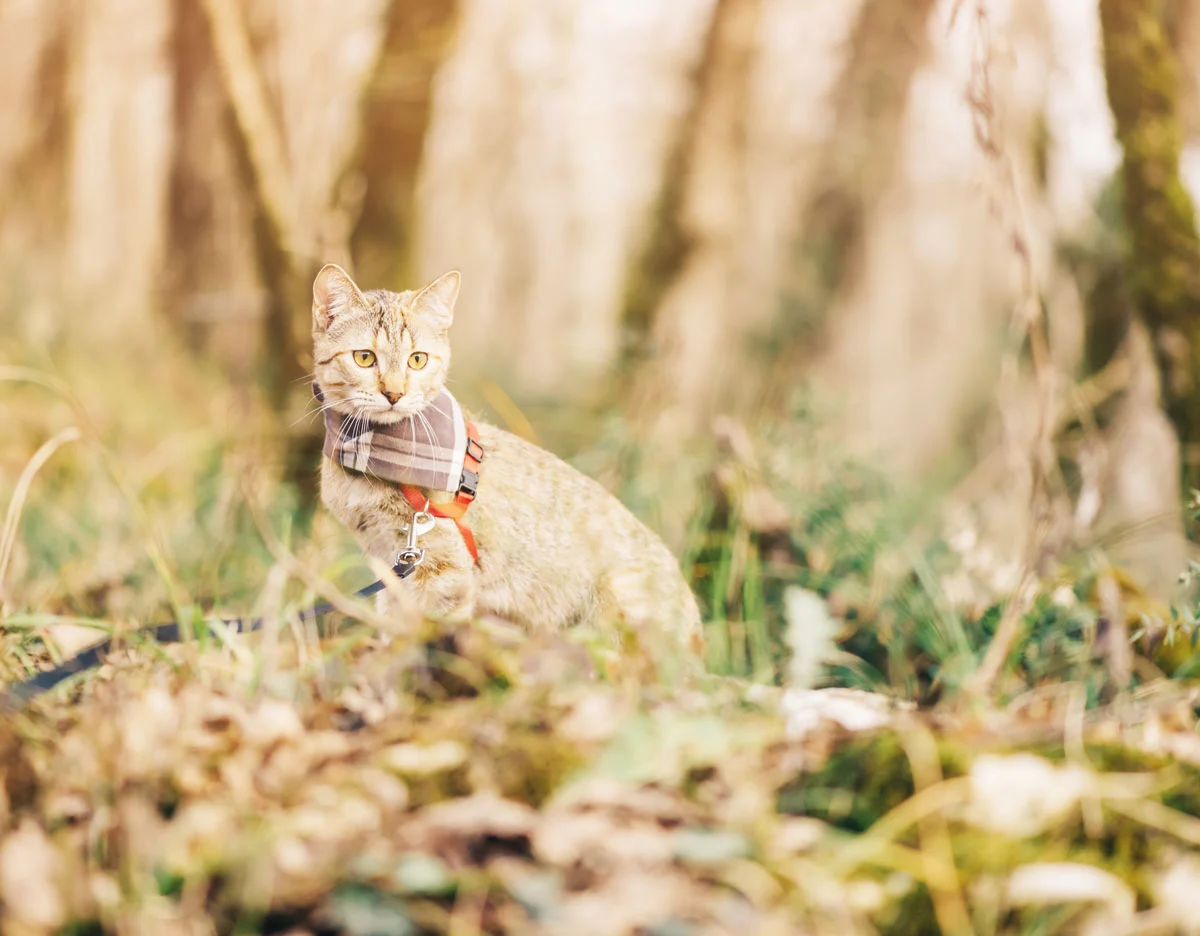 outdoor adventure cat with a harness on a forest trail