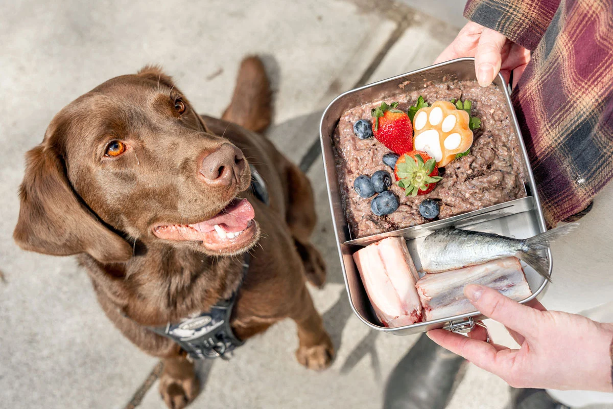 brown lab looking up at a storage tin with raw food and vegetables