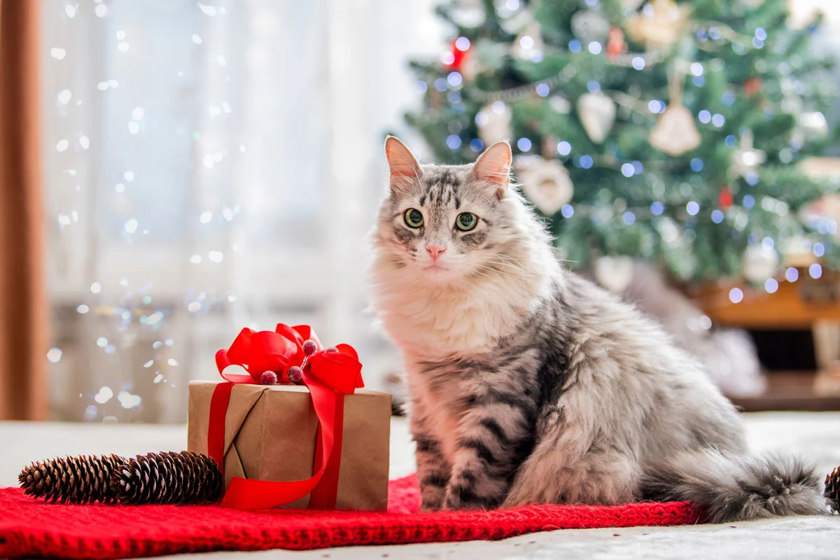 Cat with Christmas tree and gift