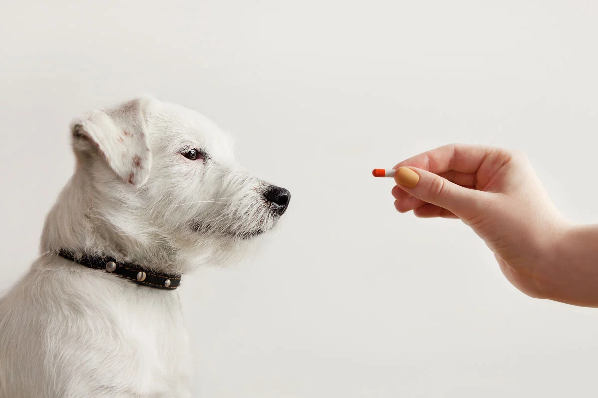 jack russel terrier dog hand giving synthetic medicine pill