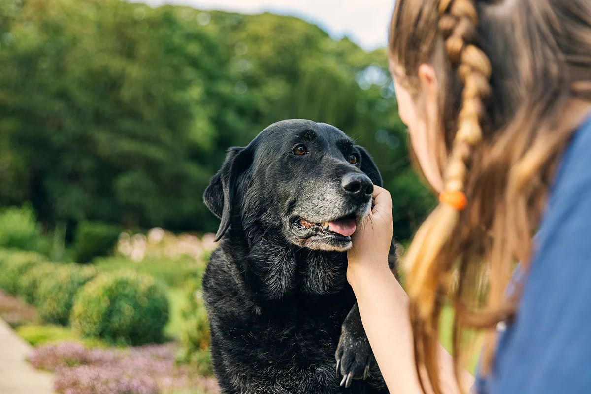 Senior old black lab dog with owner