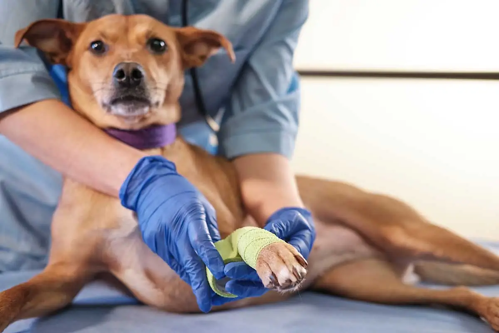 Vet Wrap 7 Must-Have Items In Your Pet First Aid Kit and How To Use Them