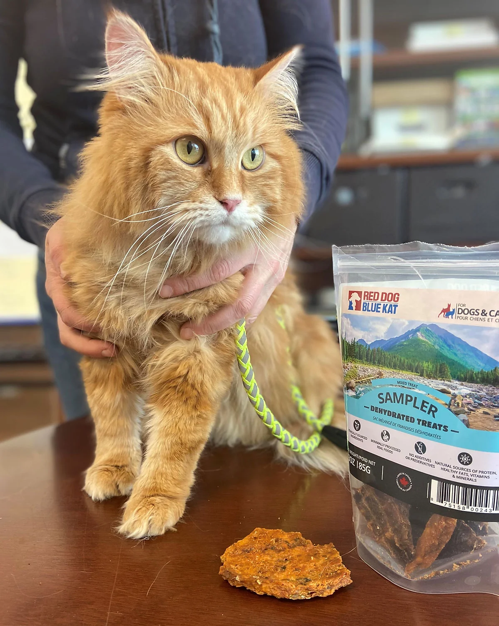 How To: Safely Feed Fish To Your Cat- Fish Treats!