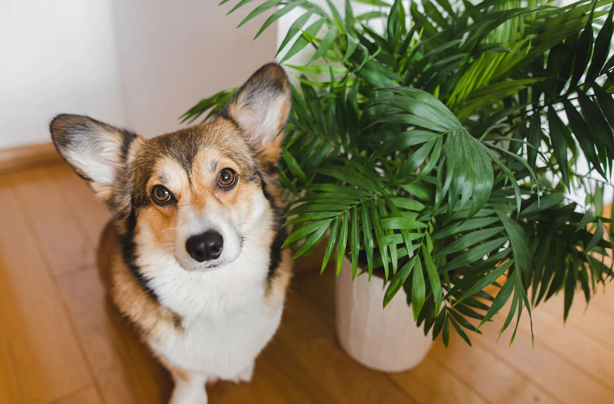 Toxic Household plants for dogs and cats