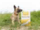 Belgian Malinois sniffing a bag of Red Dog Blue Kat Everyday Raw Anywhere™ Rancher’s Fare gently dried raw dog food recipe.