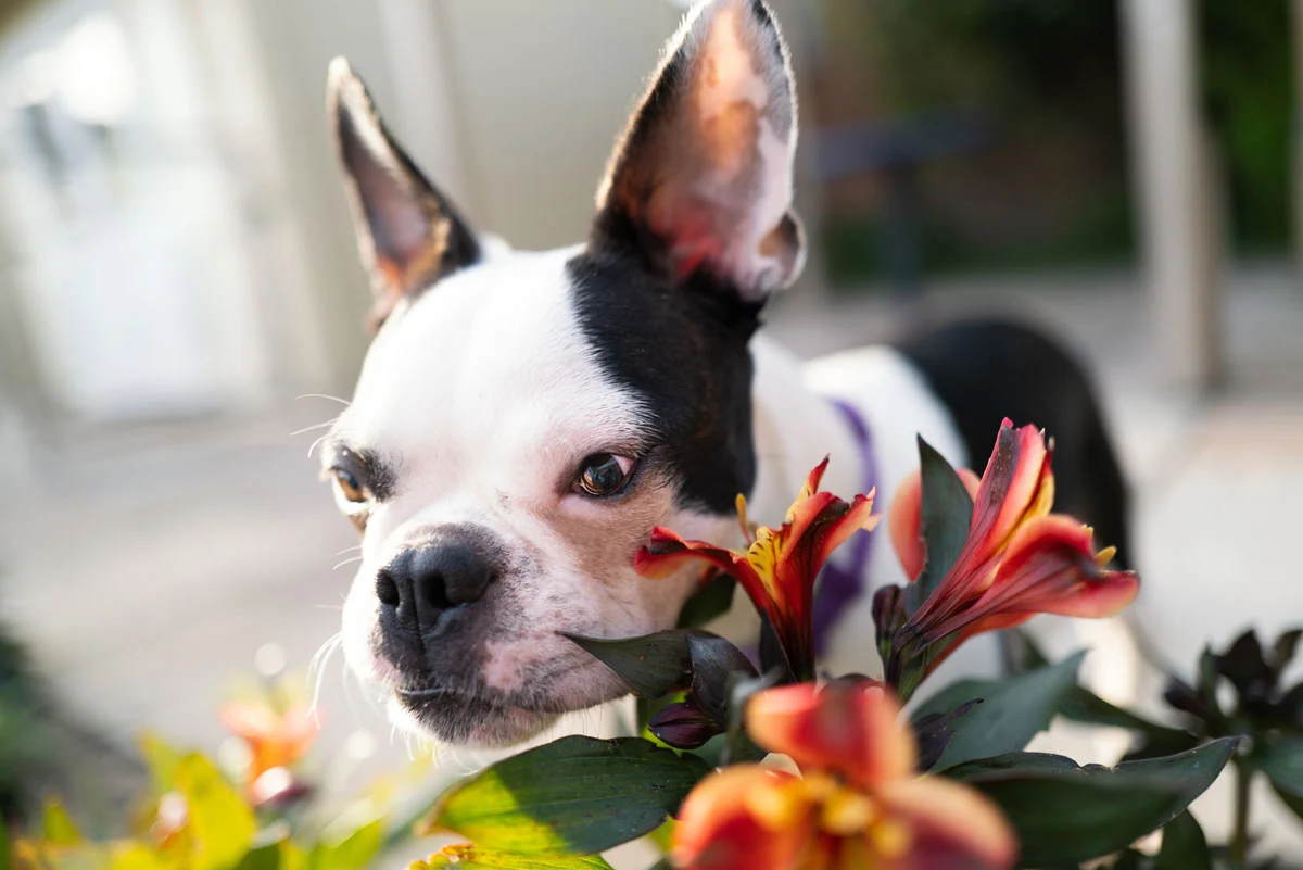 Holiday Plants that are toxic to dogs and cats