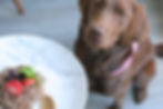 A hungry Labrador patiently waiting for her dinner of Red Dog Blue Kat raw dog food