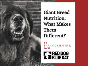 Giant Breed Nutrition: What Makes Them Different?
