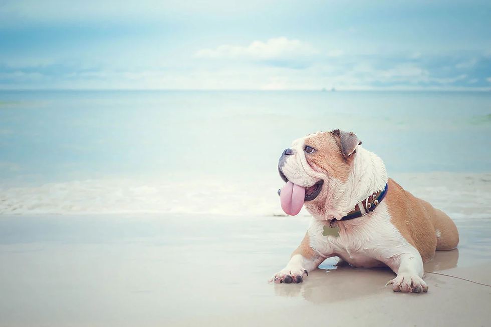 Dog and Cat breeds that are most at risk for heat stroke