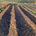 Why a No Dig farm?