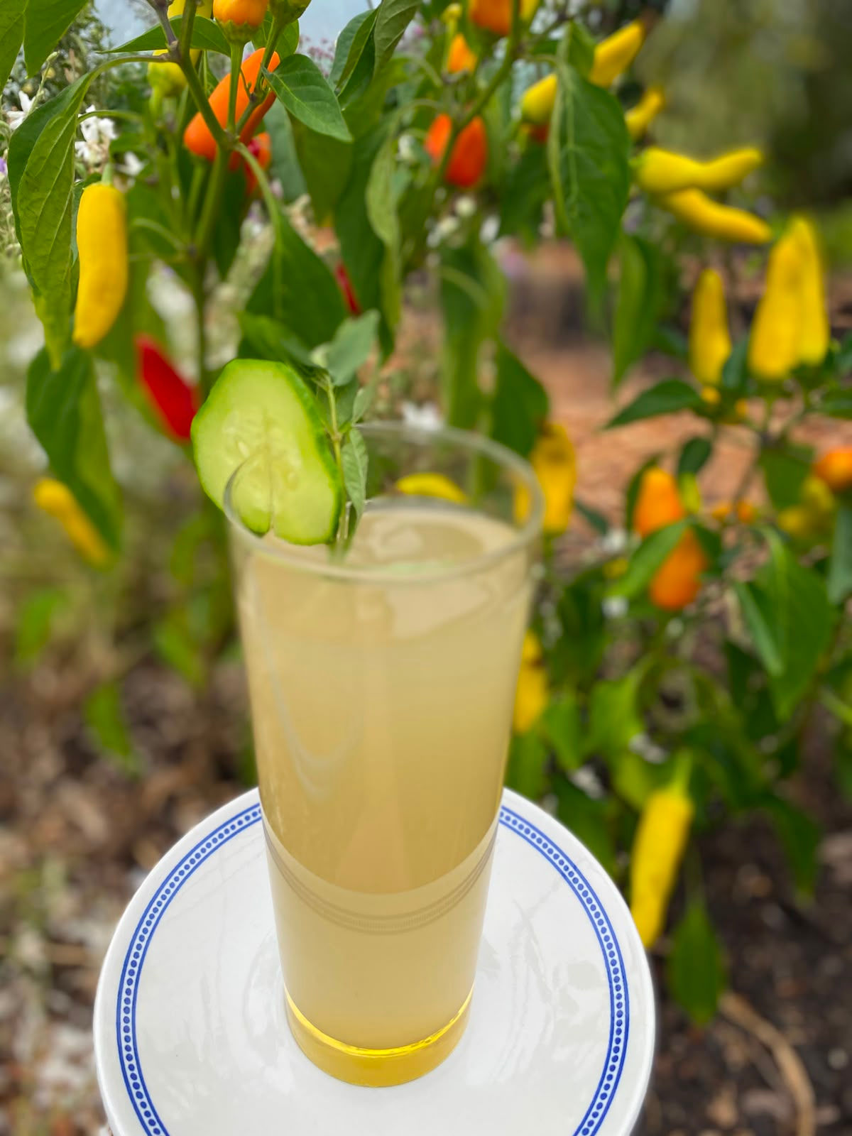 Trigon Cucumber, Chilli & Lemon Verbena Shrub