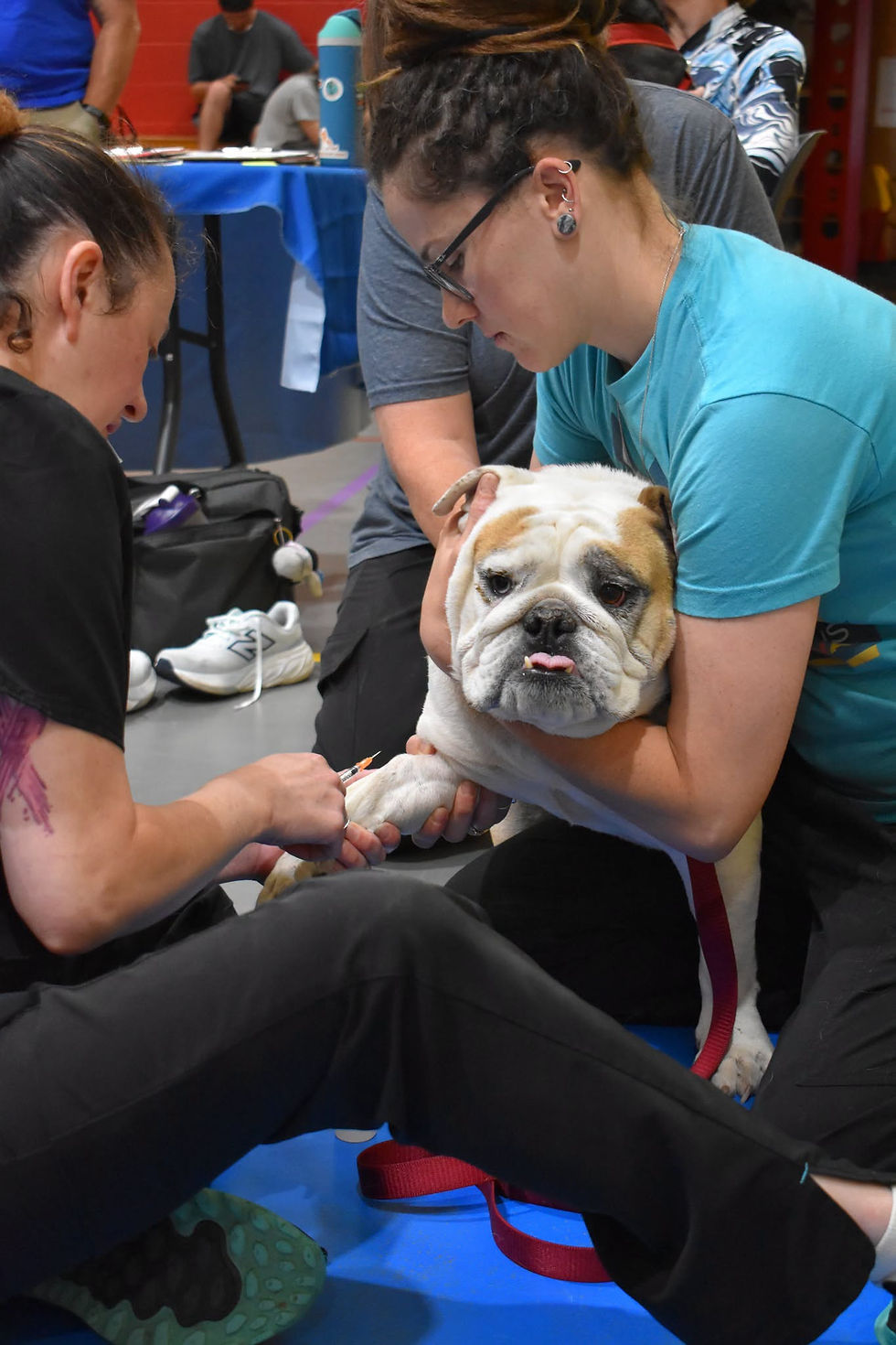 A bulldog gets a big hug from a Veterinarian while another veterinarian administers a vaccine.