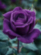 WhatsApp Image 2025-02-05 at 07.21.04_14f81049.jpg