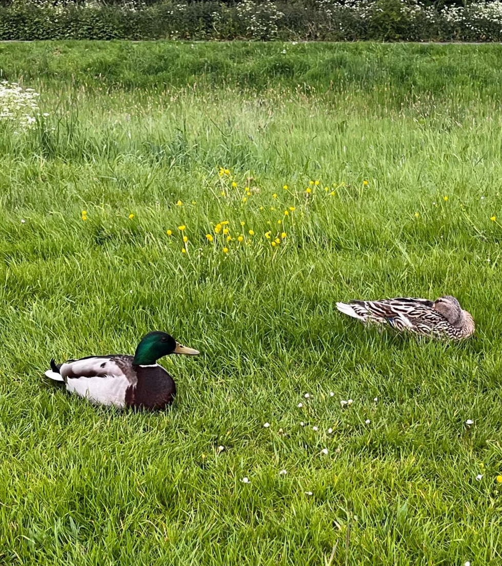 DUCKS