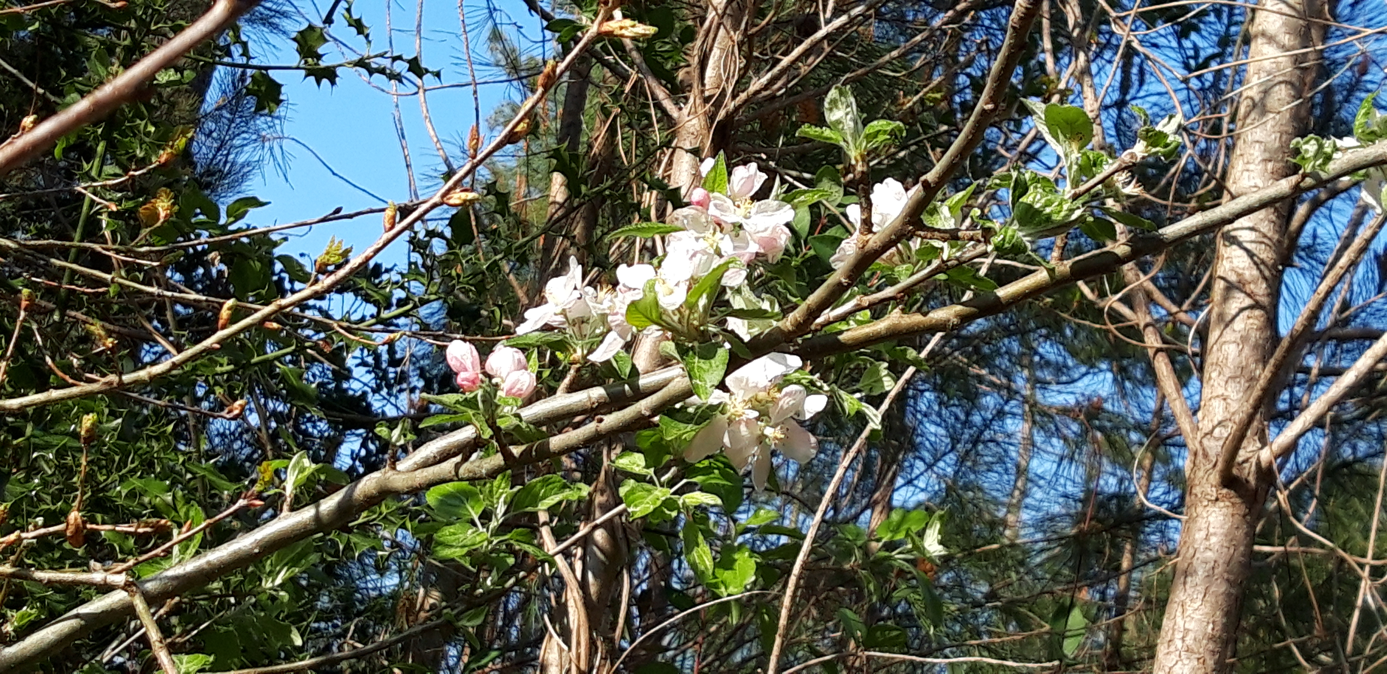 crab apple