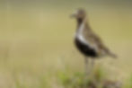 Glade Ecology Bird Survey Exmoor