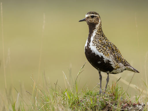 Glade Ecology Bird Survey Exmoor