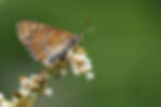 Marsh Fritillary Survey