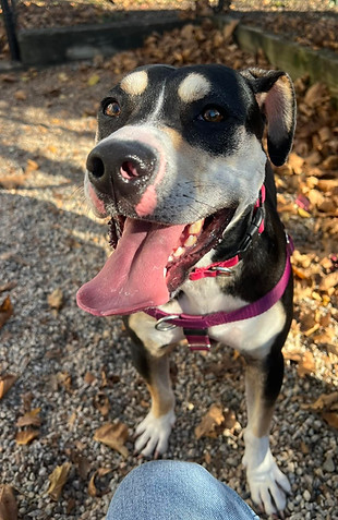 dog walking near me