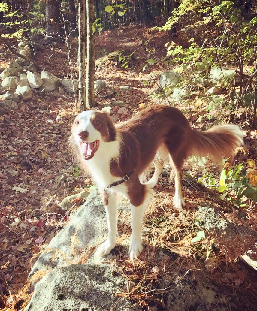 Wyrm Red Border Collie