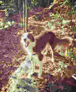 Wyrm Red Border Collie
