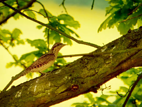 Fotografie ohrožených druhů ptáků v PP Jesenicko