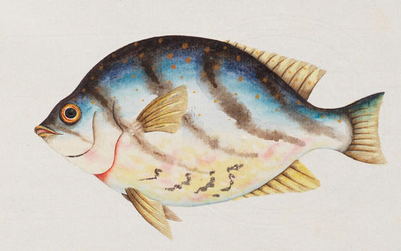 616bb-fish-1790s.png
