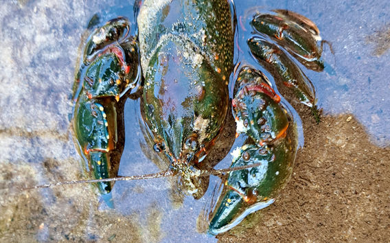 Yabby Mangrove Creek