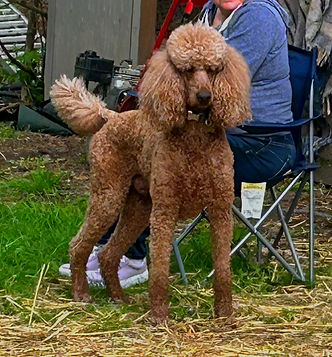 Champion Sired RedPoodle