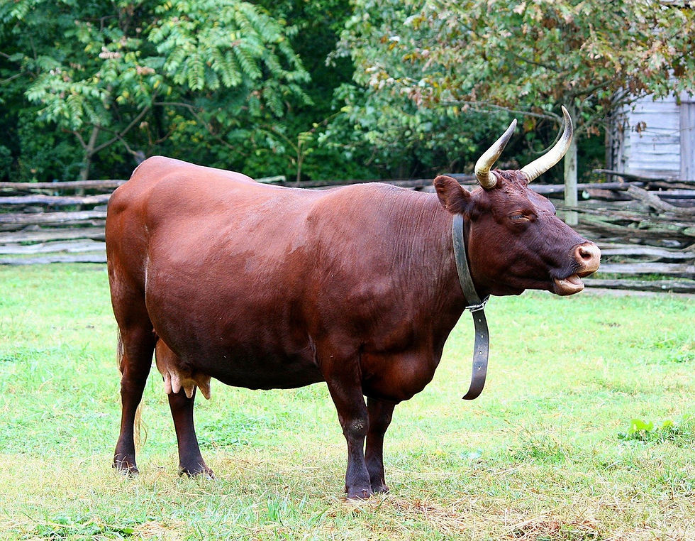 Red Milking Devon
