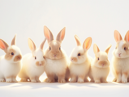 Bunnies Hop. Books Should Not. 4 Tips for Avoiding Head Hopping when Writing Fiction