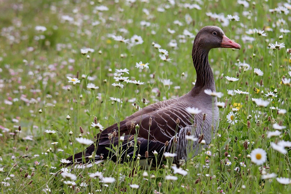 Pilgrim goose