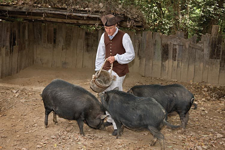Ossabaw Island Pigs. Williamsburg Rare Breeds Program