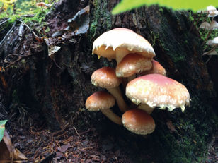 Mountain Foraging in Fall