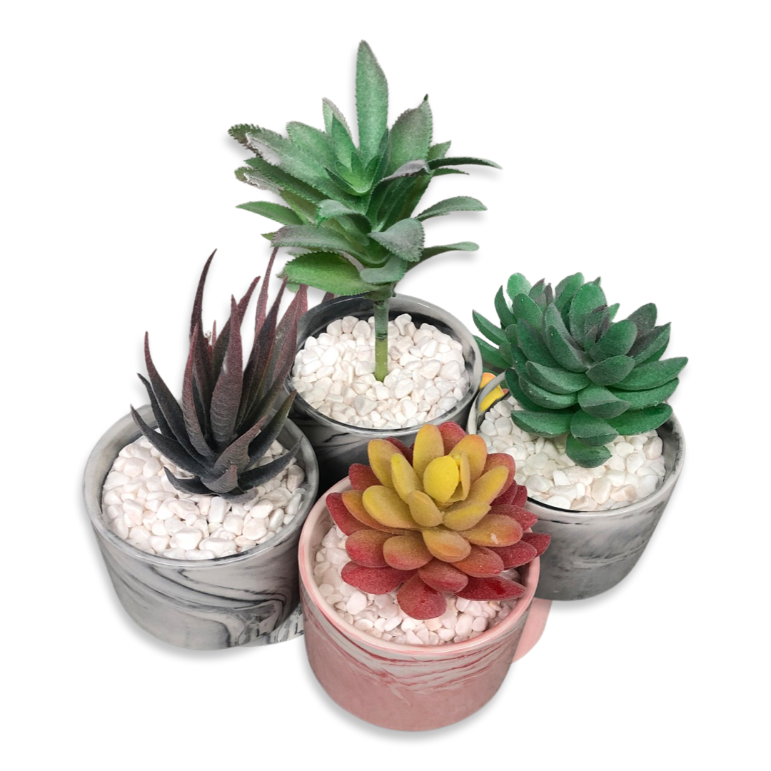 Mojave Succulent Set