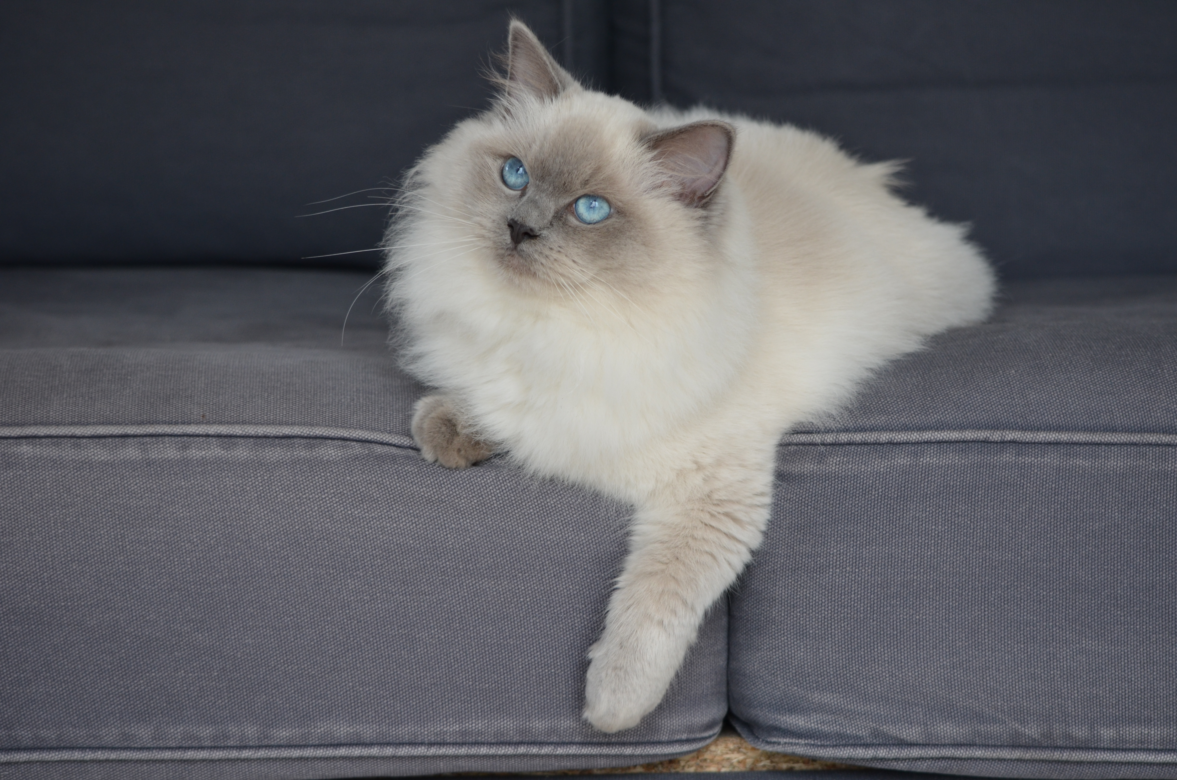 Chat Ragdoll En Vendée Pays De La Loire