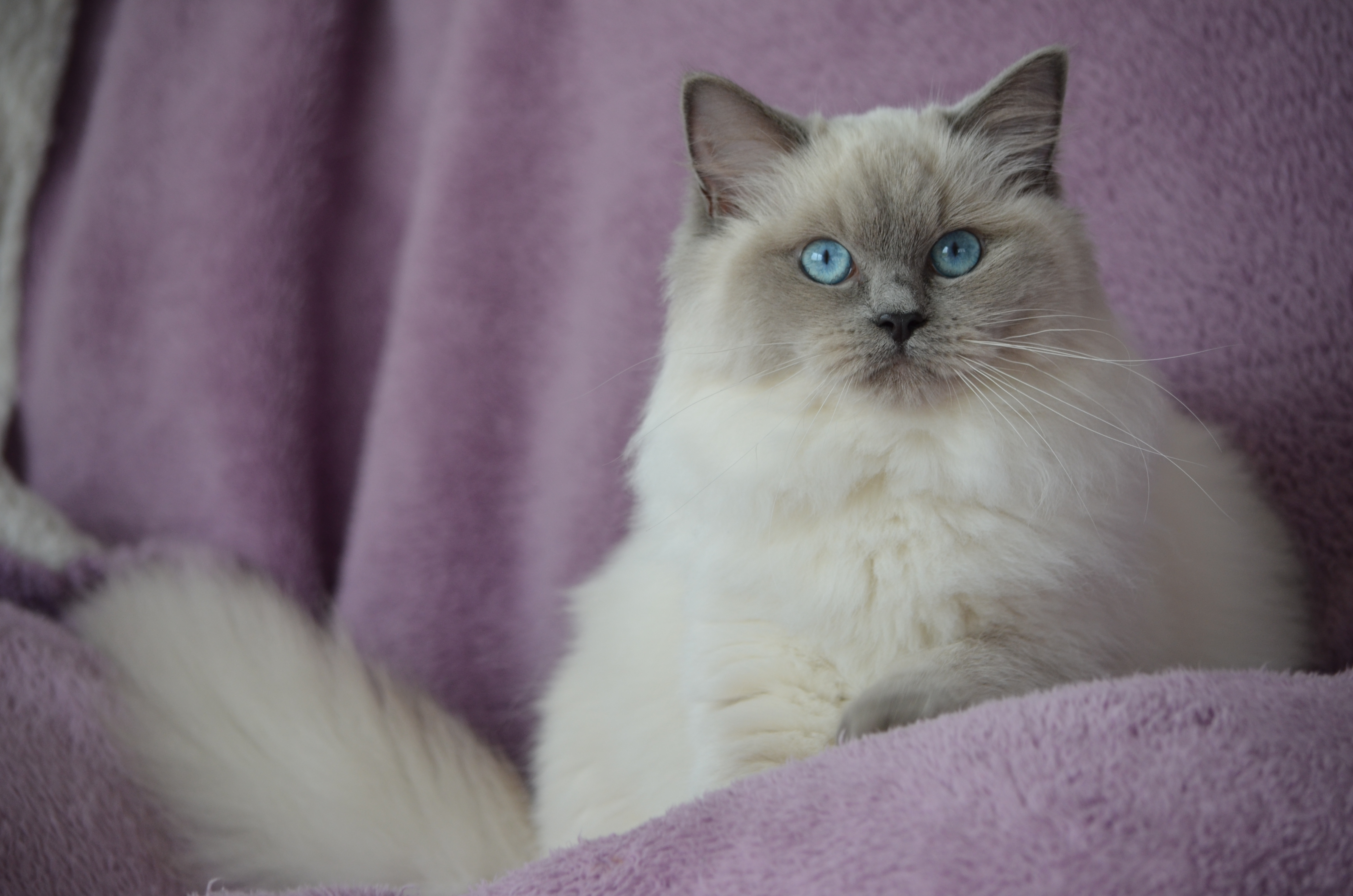 Chat Ragdoll En Vendée Pays De La Loire