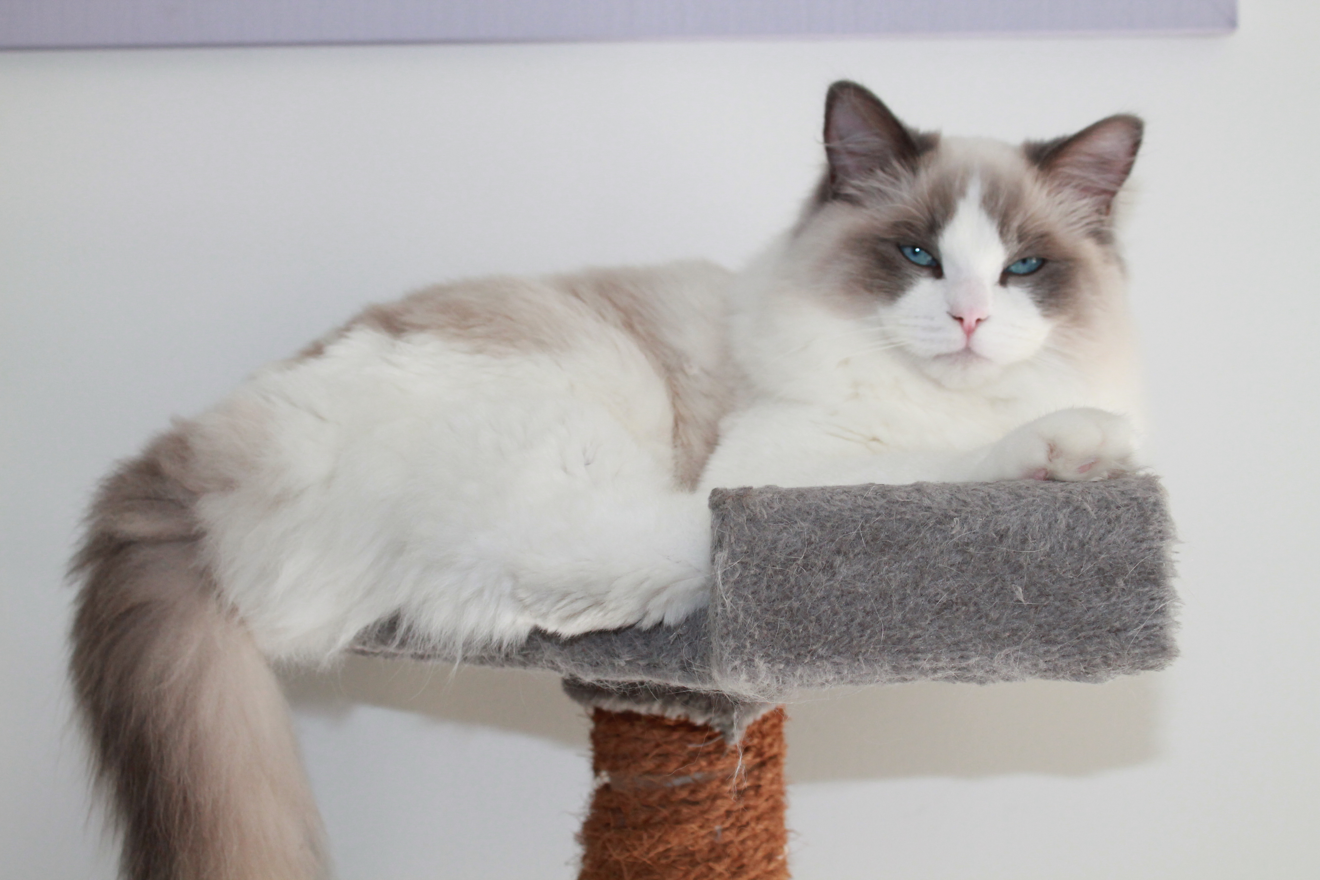 Chat Ragdoll En Vendée Pays De La Loire