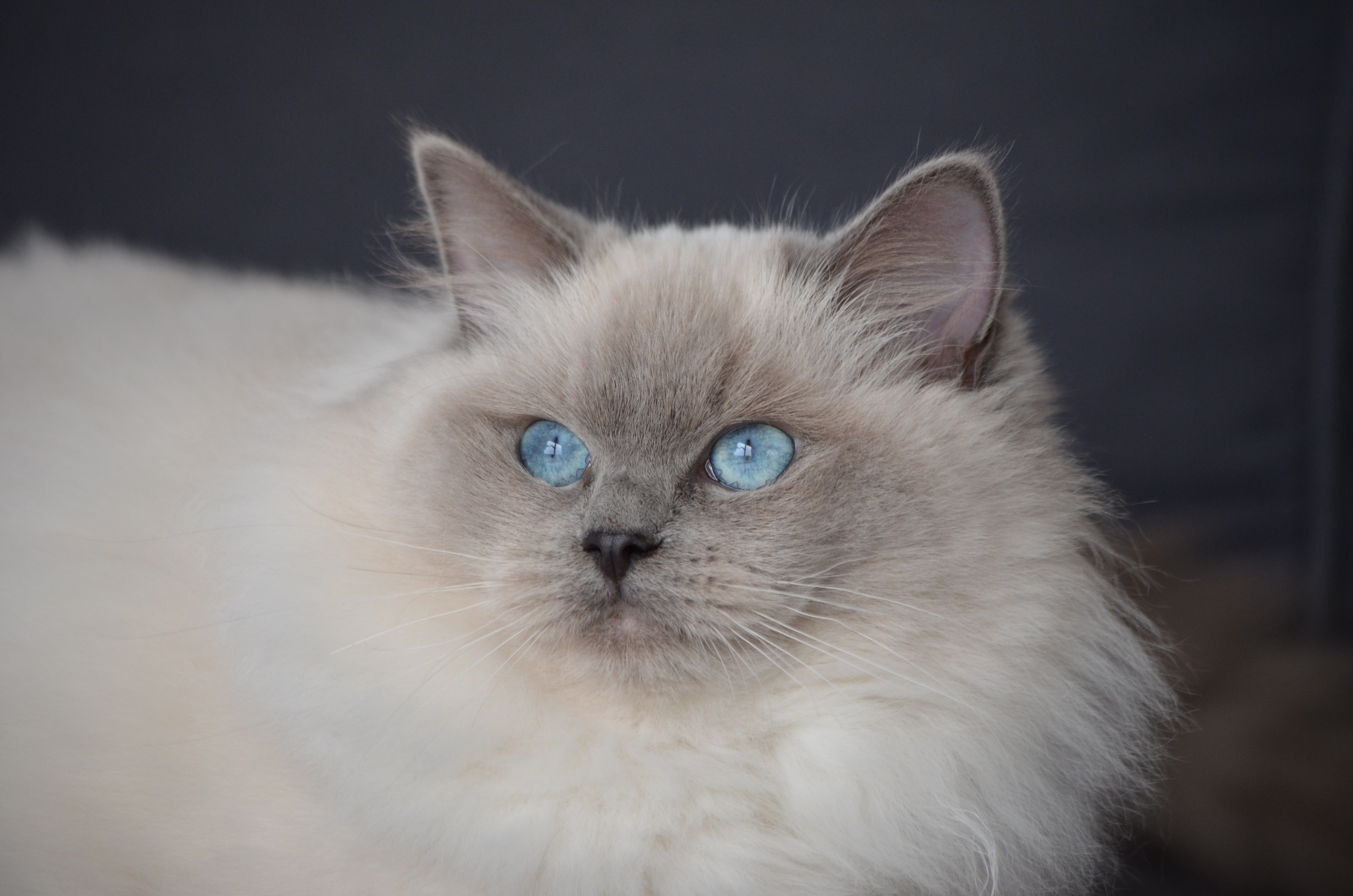 Chat Ragdoll En Vendée Pays De La Loire
