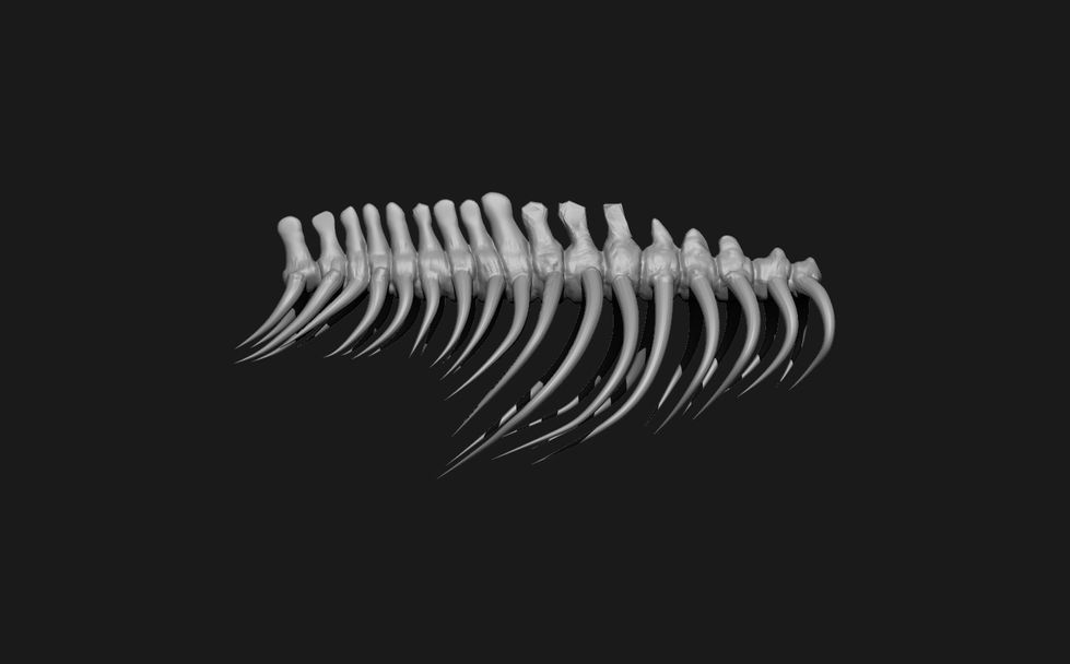 Whale Ribcage