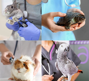 Design sem nome (3).jpg