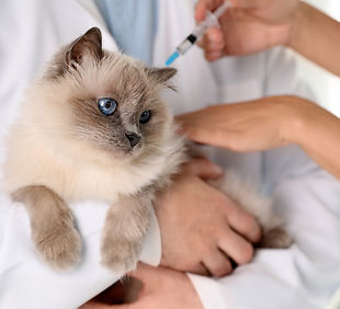 Design sem nome (2).jpg