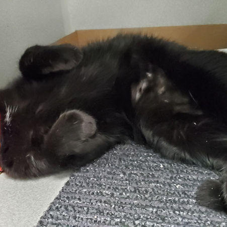 12 Ways to Reduce Stress for Shelter Cats