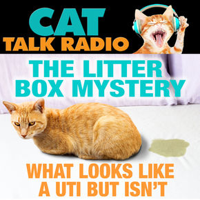 When It Looks Like a UTI… But Isn’t: Understanding Feline Idiopathic Cystitis